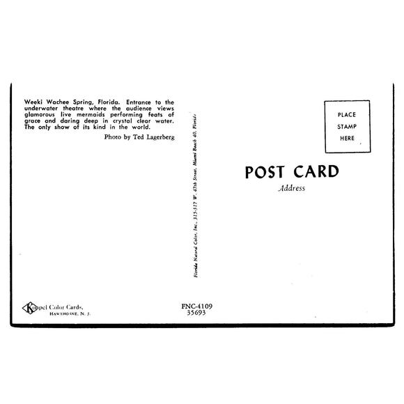 Postcard Weeki Wachee Live Mermaids Show Florida Swimsuit 4 Women Posing Chrome - Picture 2 of 2